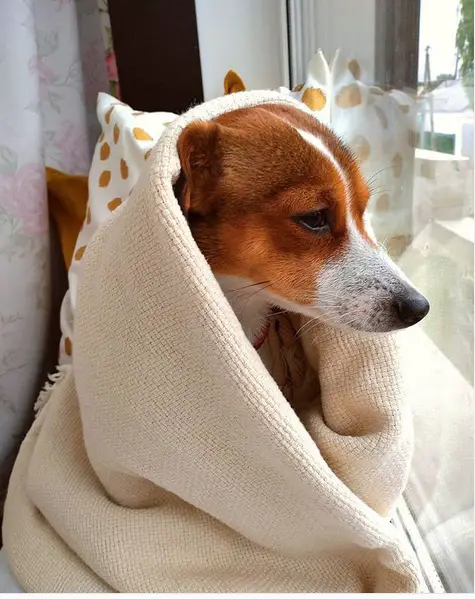 Jack Russell Terrier wrapped in a blanket white sitting by the windowsill with its sad face