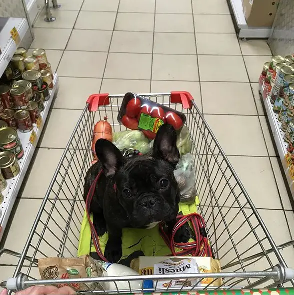 A black French Bulldog sitting in a push cart with groceries