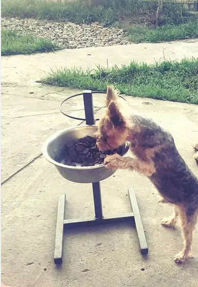 Yorkshire Terrier eating the food from a large bowl