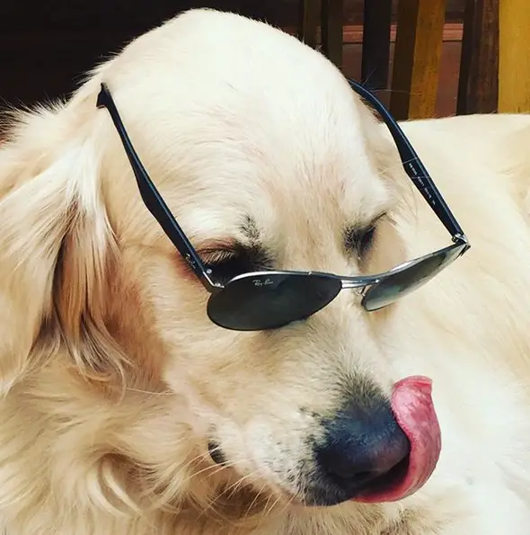 Golden Retriever wearing sunglasses while licking its nose
