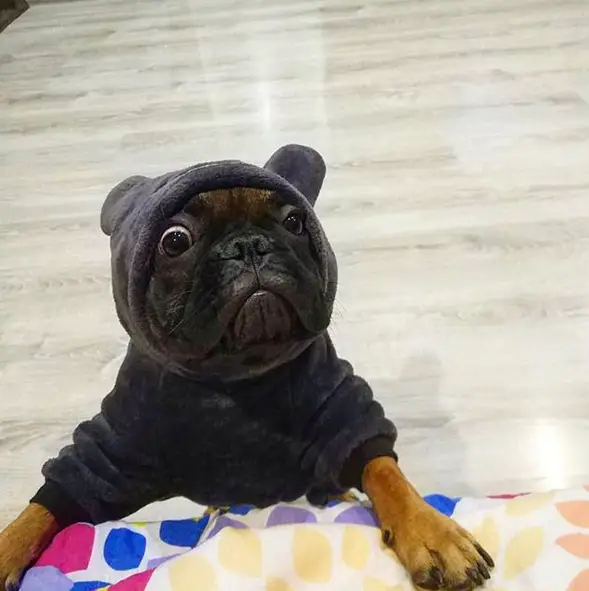French Bulldog wearing a teddy bear costume while standing on the floor leaning on the foot of the bed