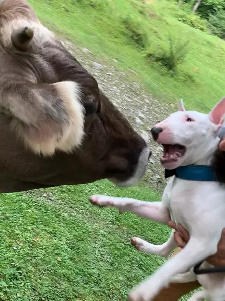 Bull Terrier close to the face of a cow with its scared expression