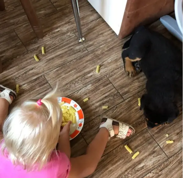 Rottweiler puppy lying on the floor while eating the spilled pastas on the floor from the plate of the girl