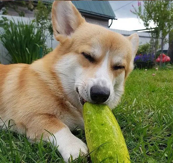 Corgi lying down on the green grass while biting a cucumber