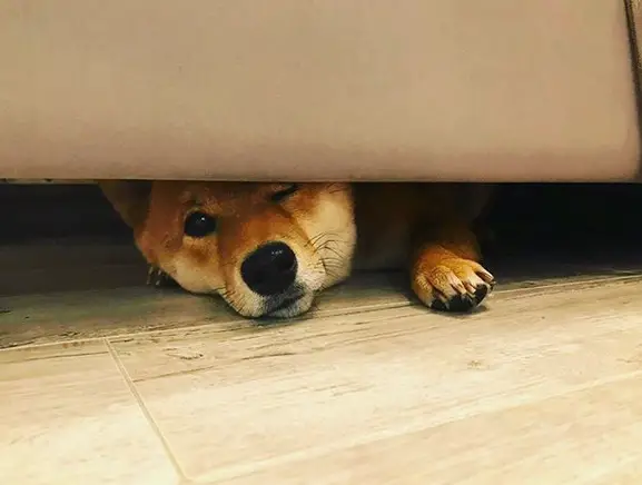 A Shiba Inu hiding under the couch while peeking