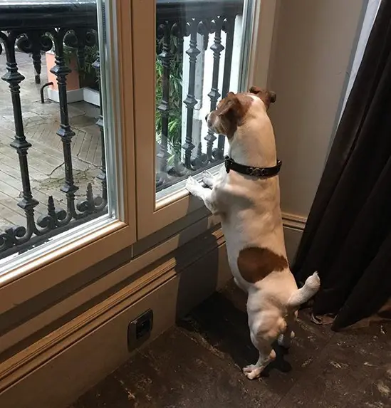 Jack Russell Terrier standing up leaning against the glass window while looking outside