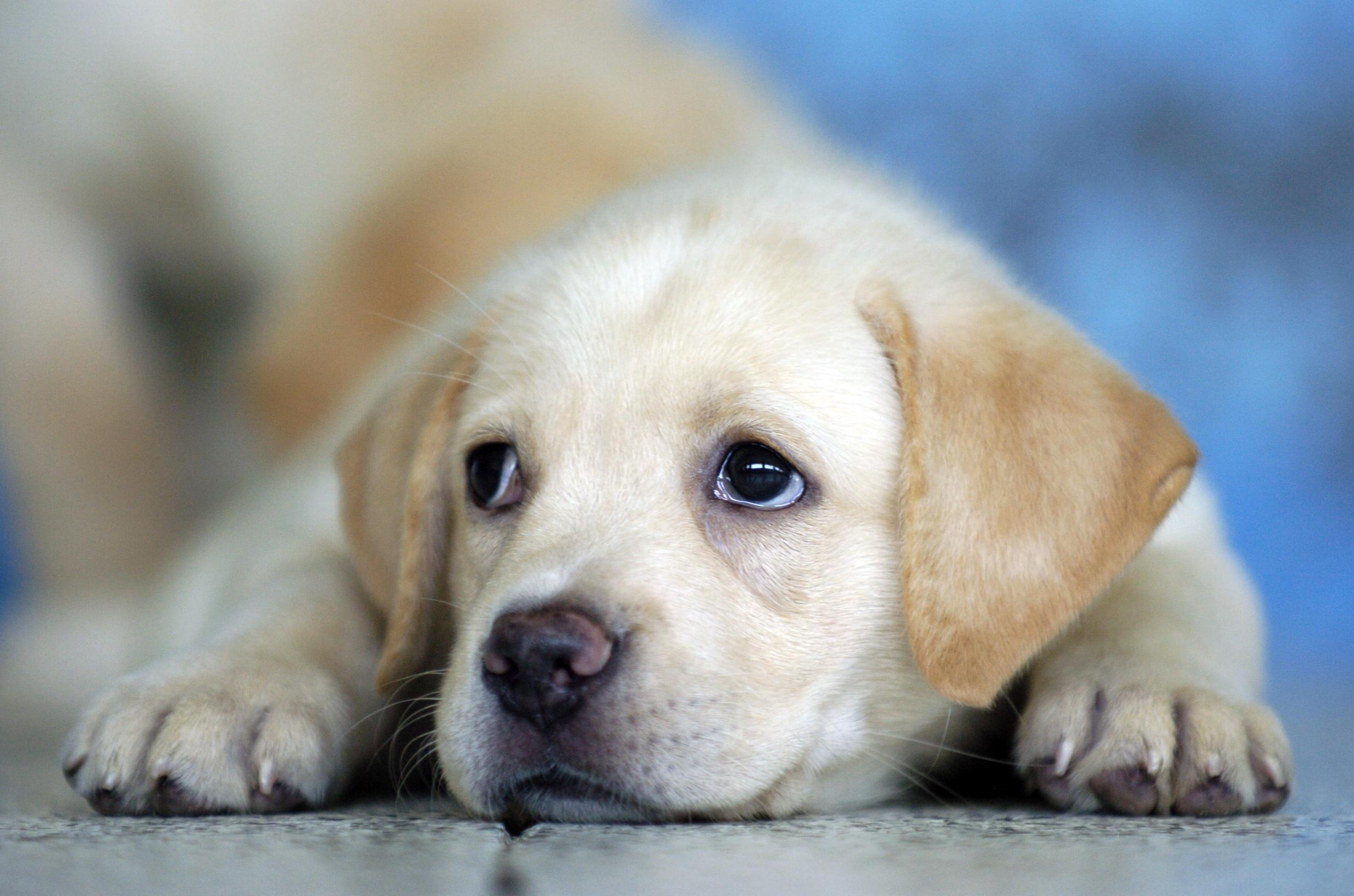 A yellow Labrador puppy lying down on the floor with its sad face