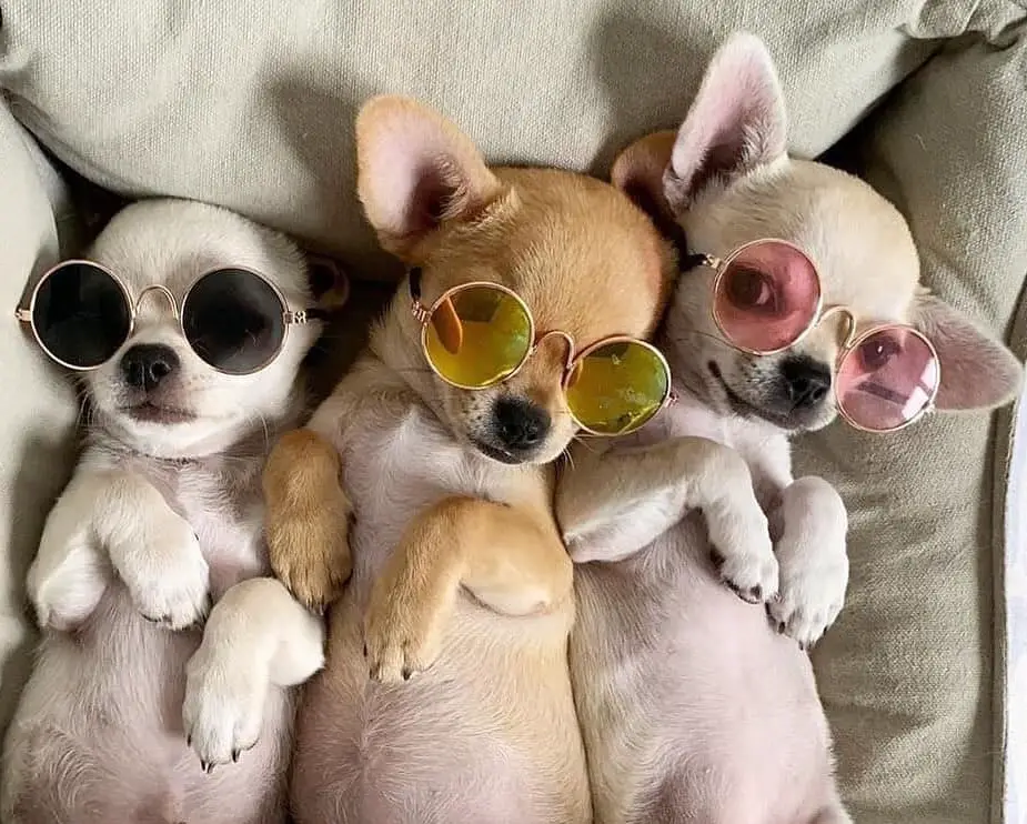 three Chihuahuas lying on the bed wearing a cute sunglasses