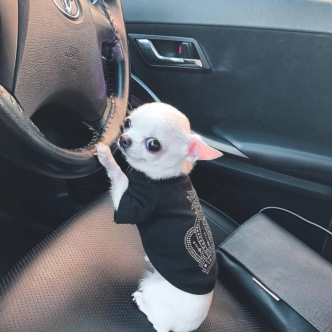 cute Chihuahua driving a car