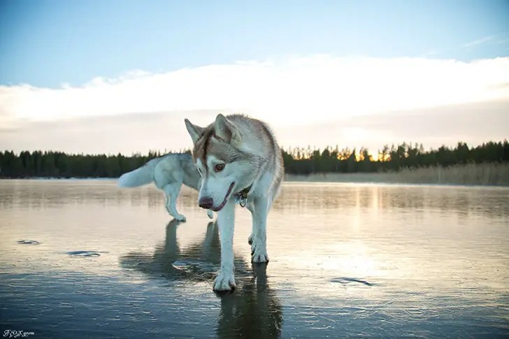 two Huskies walking by the lake on a sunset