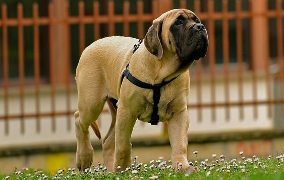 Mastiff dog taking a walk at the park