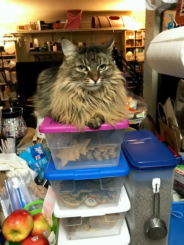 A Maine Coon Cat lying on top of the tupperware filled with food