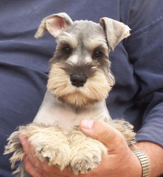 holding Schnauzers puppy