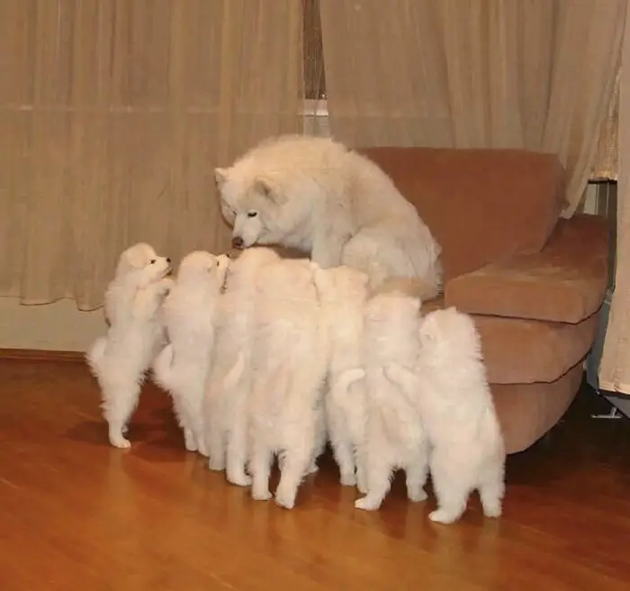 An adult Samoyed Dog sitting on the chair with her seven puppies standing up standing up leaning towards her