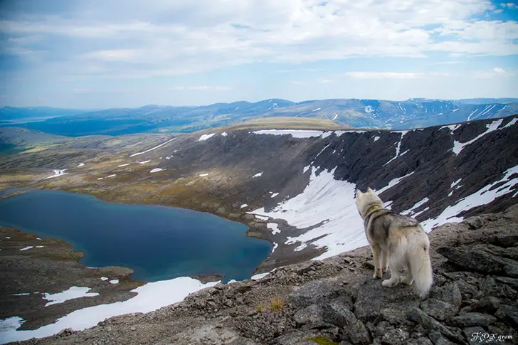 A Husky standing on top of the mountain while looking at the lake