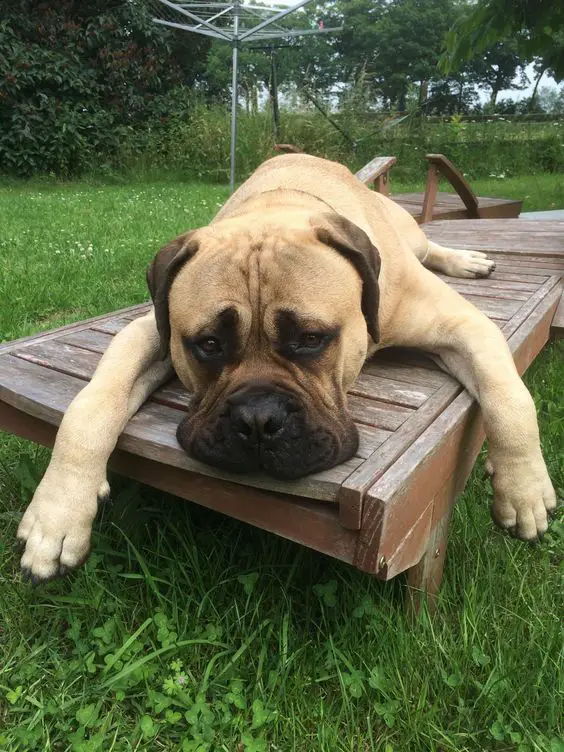 Mastiff dog lying on the wooden bench