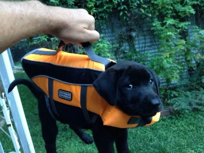 A man holding the handle of the life jacket being worn by a black Labrador puppy