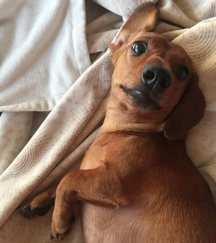 brown Dachshund lying on its side on the bed