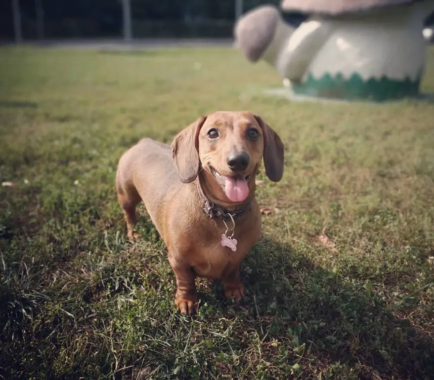 brown Dachshund happy while walking at the park