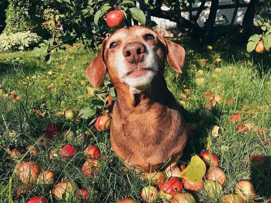 Dachshund with apples around him and hanging apple on top of him in the garden