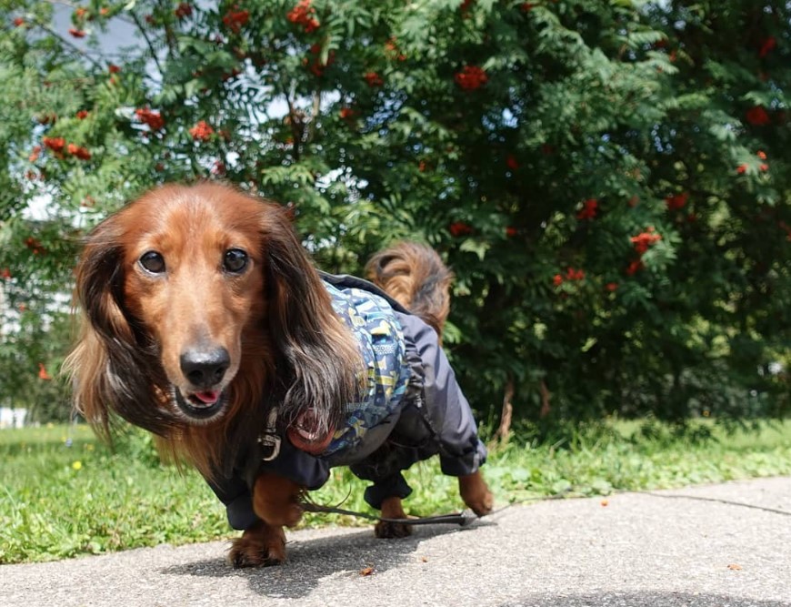 stylish Dachshund dog walking at the park