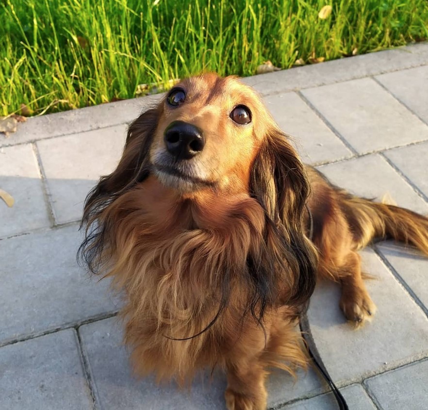 Dachshund with long wavy hair sitting on the ground looking up