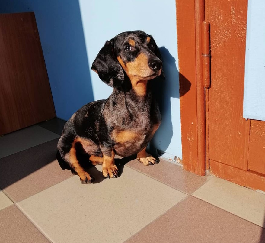 Dachshund sitting on the floor with sunlight