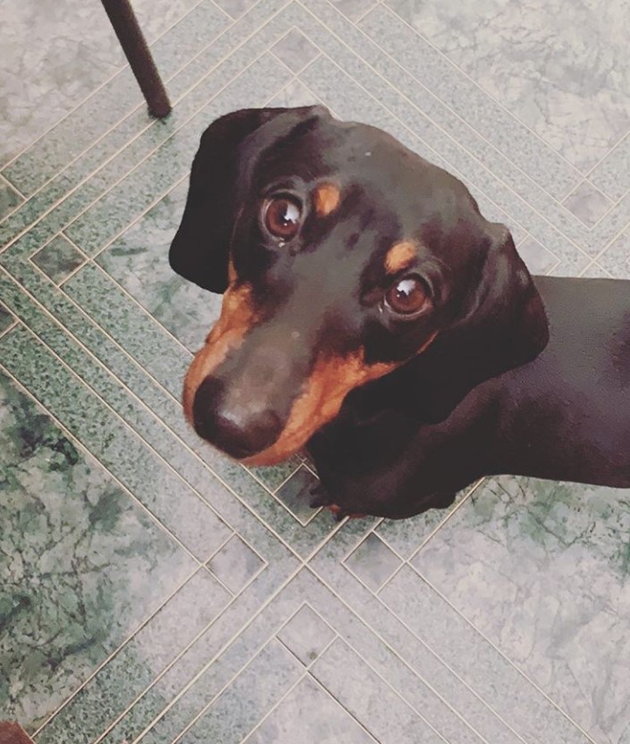 Dachshund puppy eyes