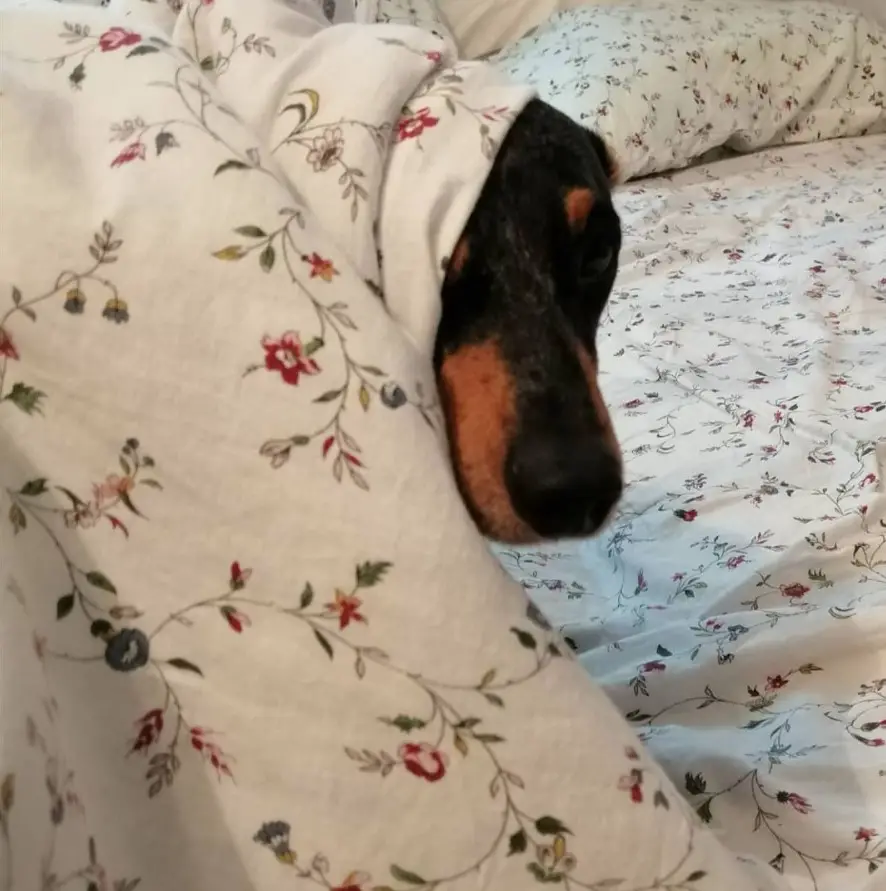 Dachshund in the bed with under the blanket with only its head showing