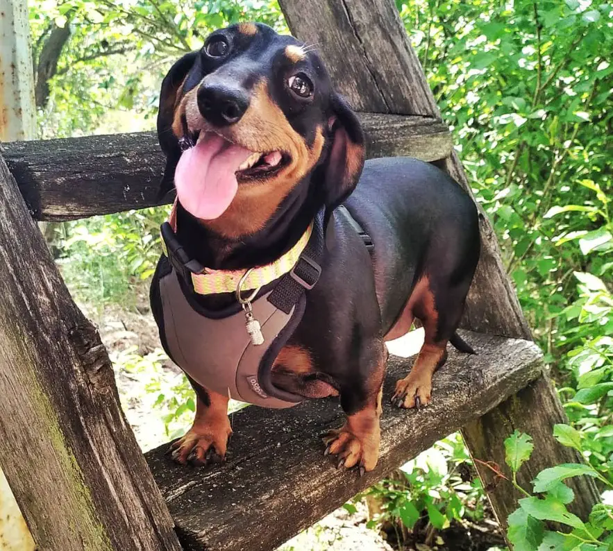 Dachshund on the ladder with its adorable face smiling