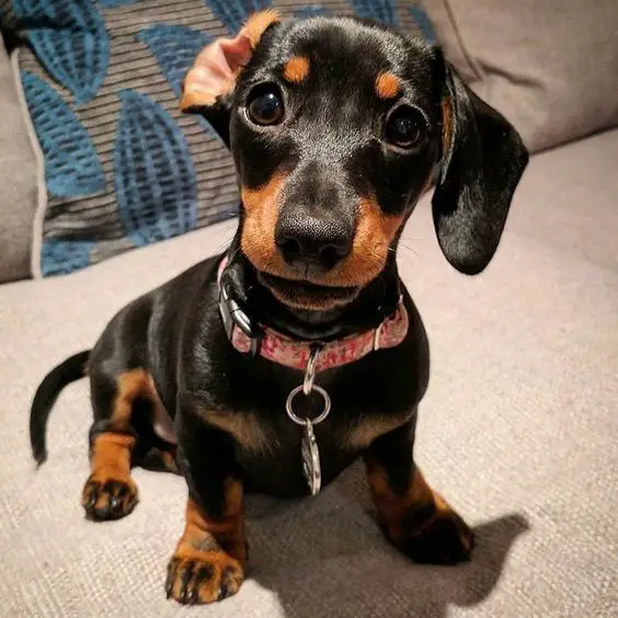 Dachshund sitting on the couch with its cute face