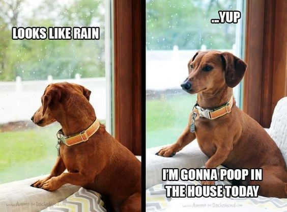 Dachshund looking out the window checking if its raining meme 1.