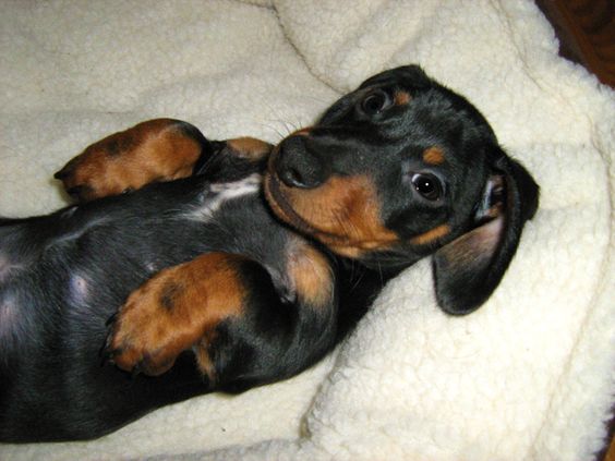 Dachshund puppy lying in its bed
