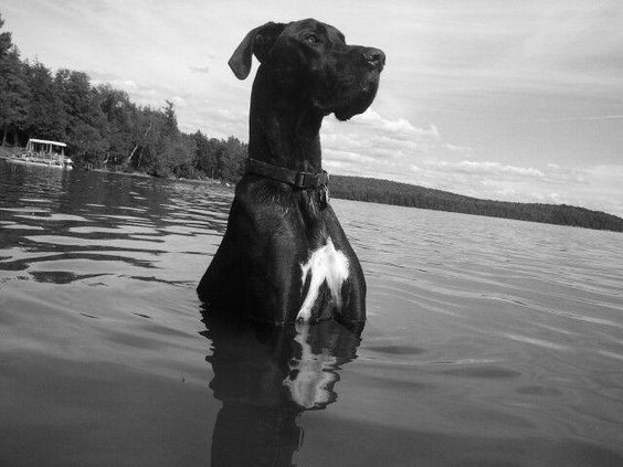 black and white photo of Great Dane in the water
