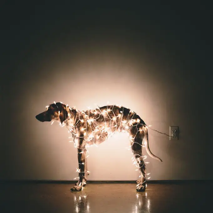 A Coonhound with christmas light wrapped around its body