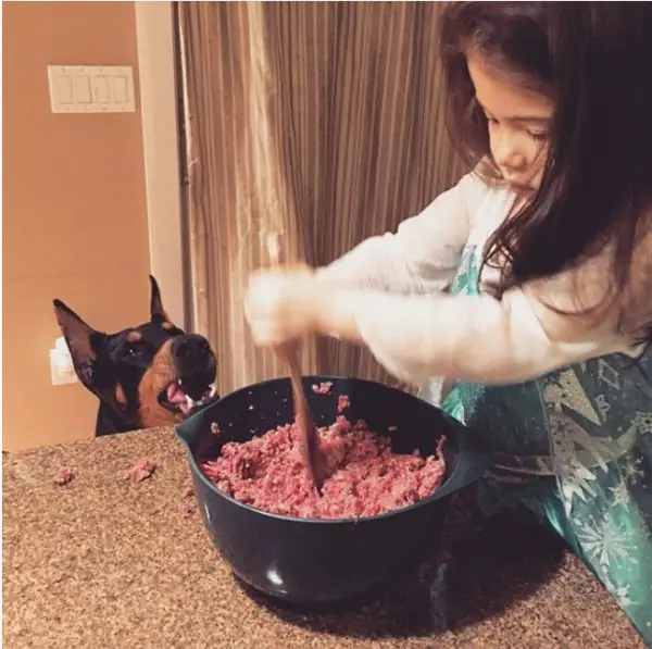 A Doberman Pinscher looking at the little girl preparing a grounded pork for him