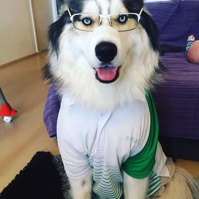 A Husky wearing a polo shirt and glasses while sitting on the floor and smiling