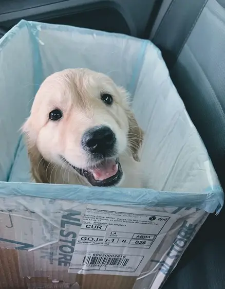 A Golden Retriever puppy inside a box