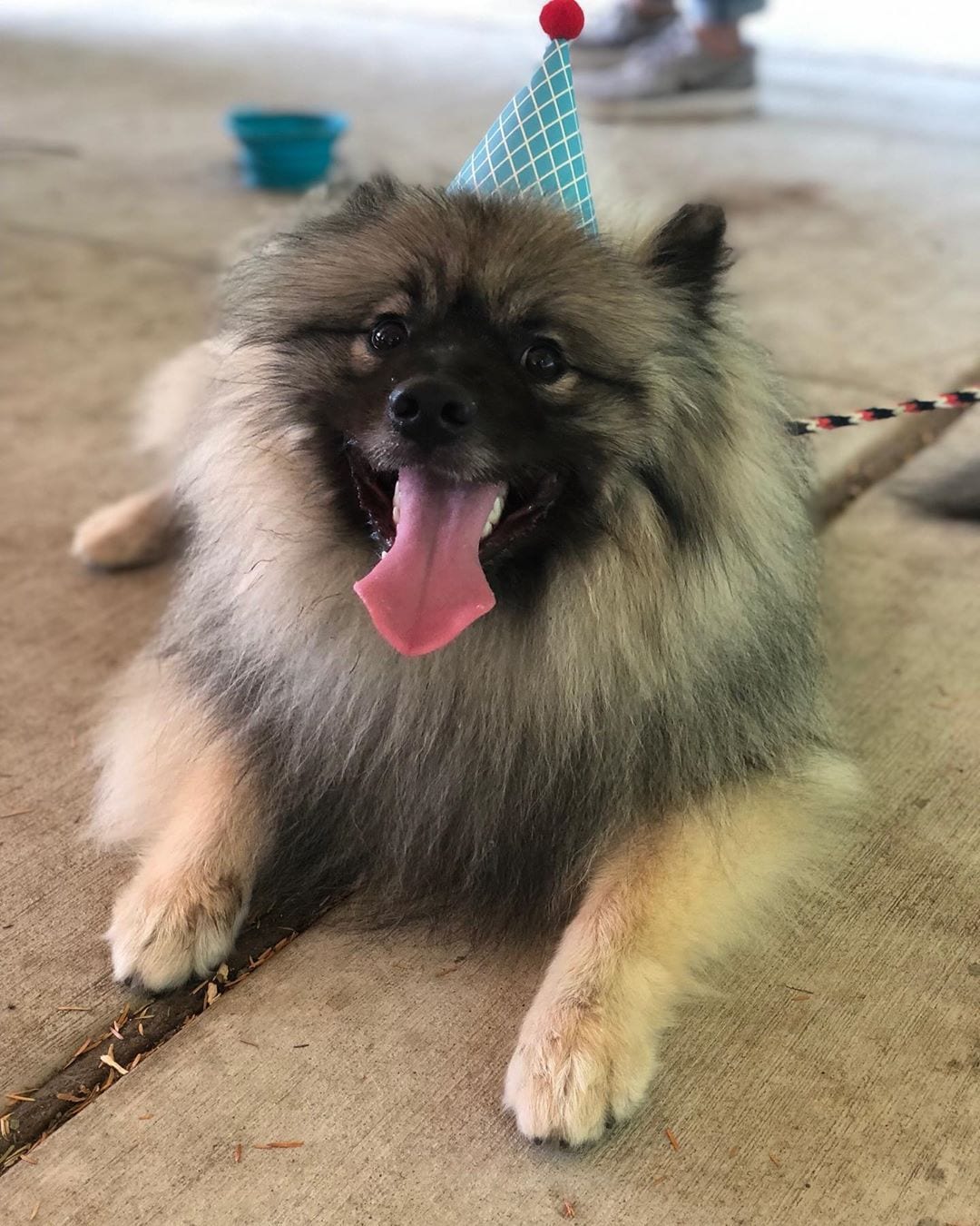 A Keeshond lying on the pavement while sticking its tongue out