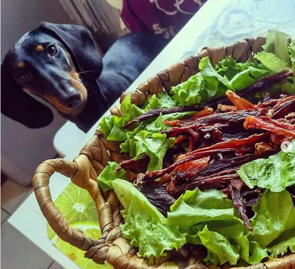 Dachshund looking at the basket full of food