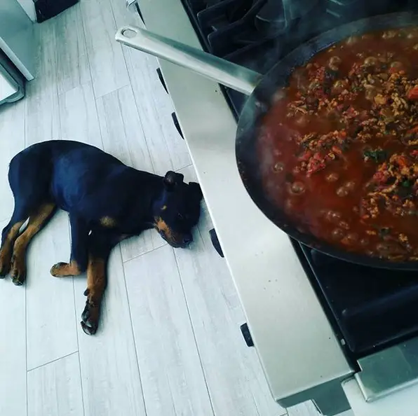 A Rottweiler sleeping on the kitchen floor