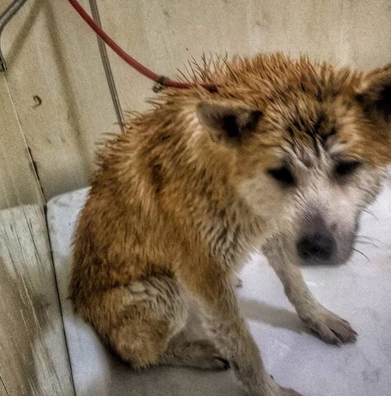 wet Akita Inu