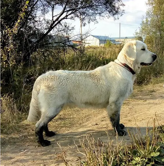 Golden Retriever standing on the ground in the forest with mud in its feet