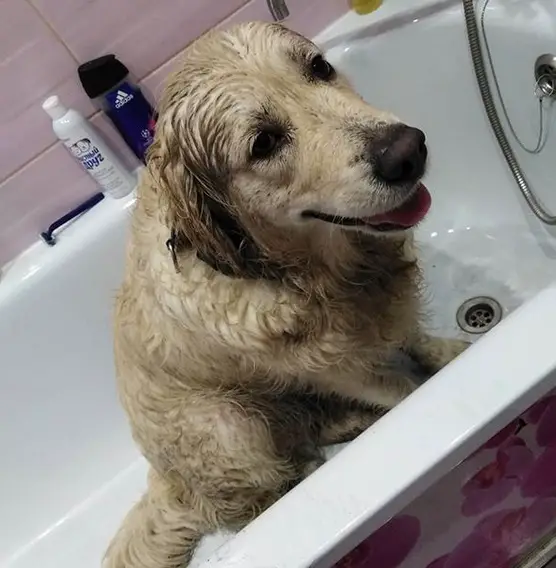 A wet Golden Retriever sitting inside the bathtub