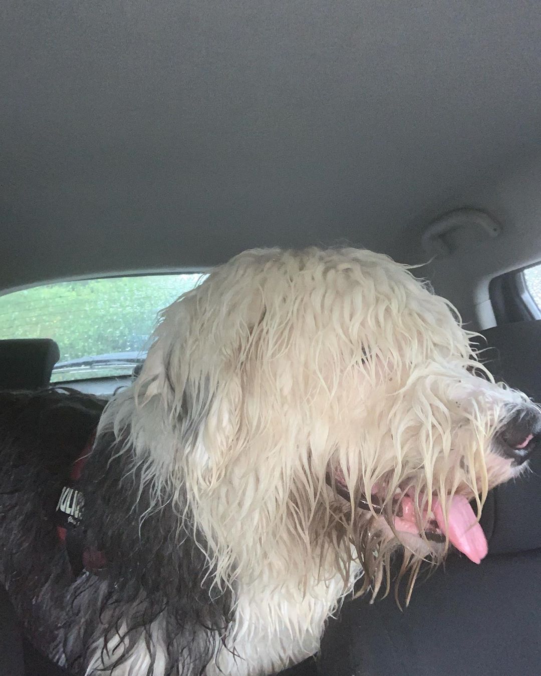 A wet Old English Sheepdog standing in the backseat inside the car