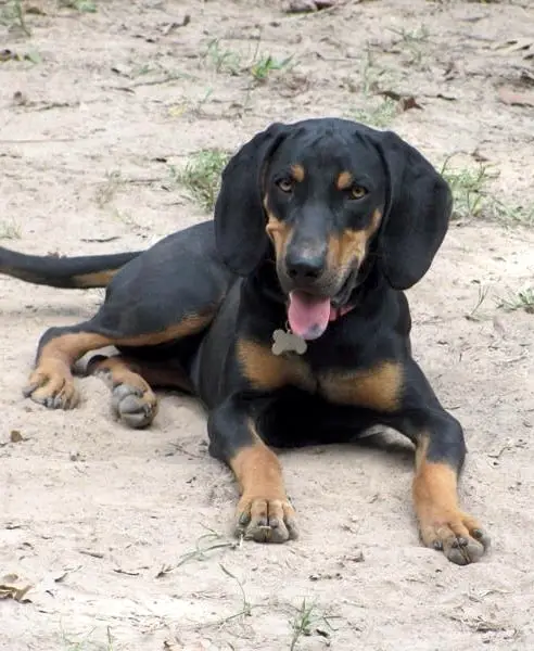 Coon Hound and Doberman Mix lying in the sand