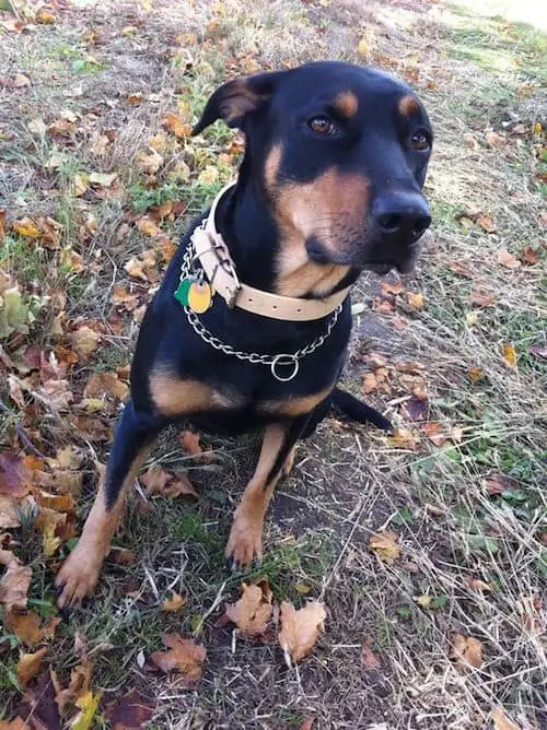 Doberlab sitting on the ground with grass and dried leaves and looking up with its begging face