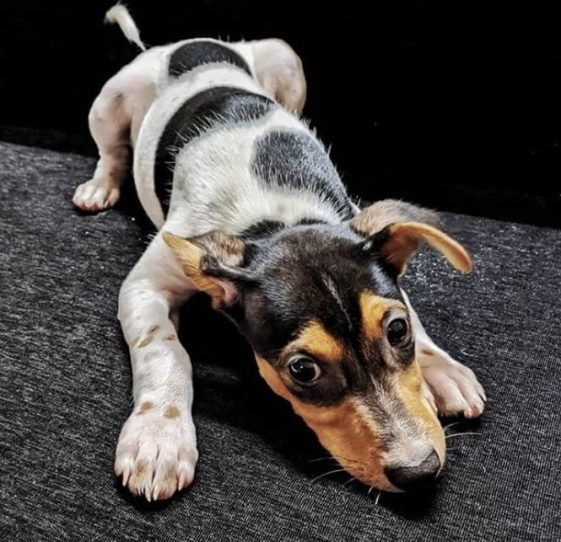 Top 300+ Puerto Rican Dog Names The Paws