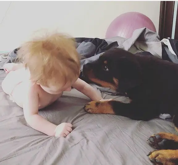 Rottweiler puppy smelling the baby on the bed