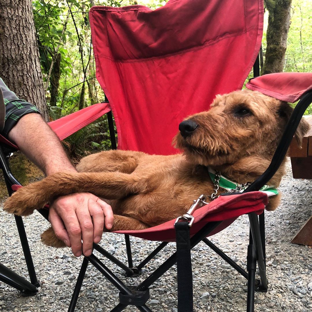 A Irish Terrier lying on the folding hair with the hand of the person in between its paws